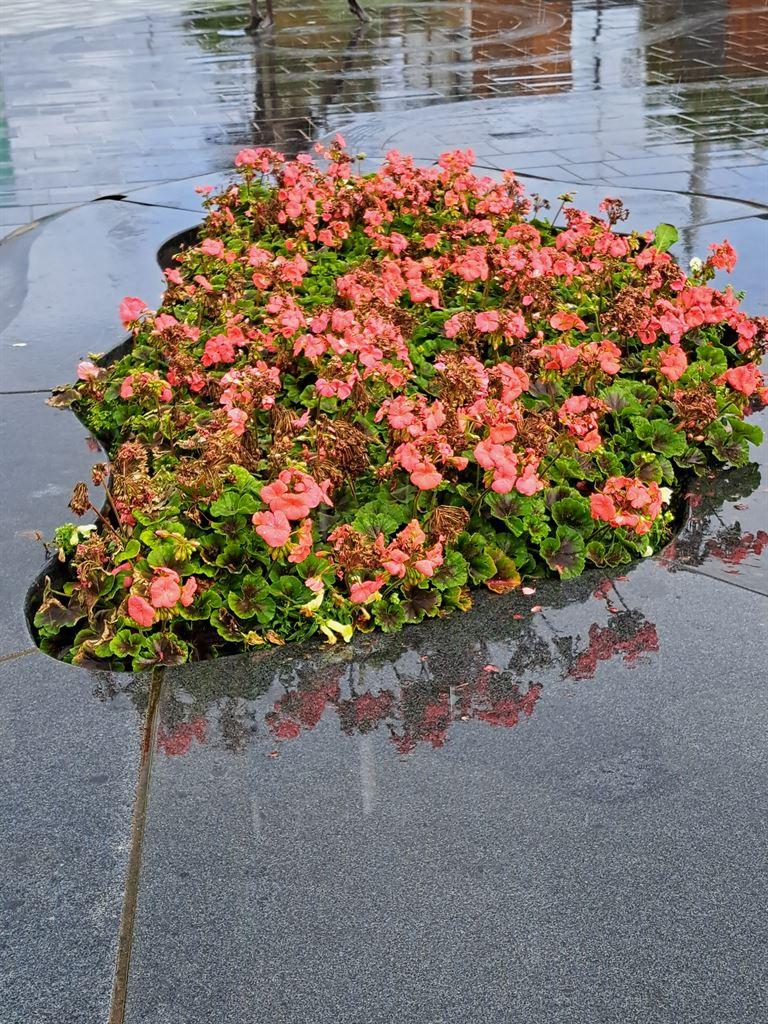 rainflowers