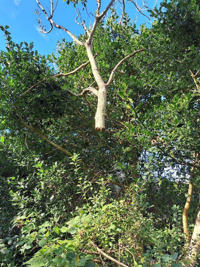 halftree