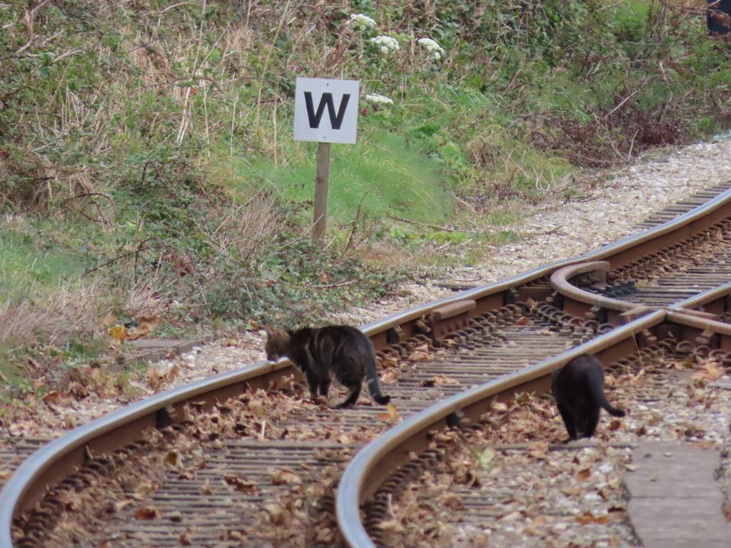 cats