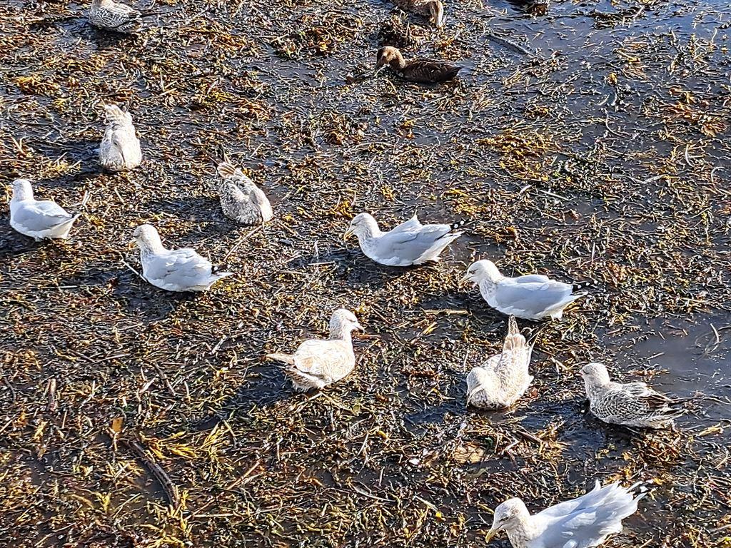 gulls