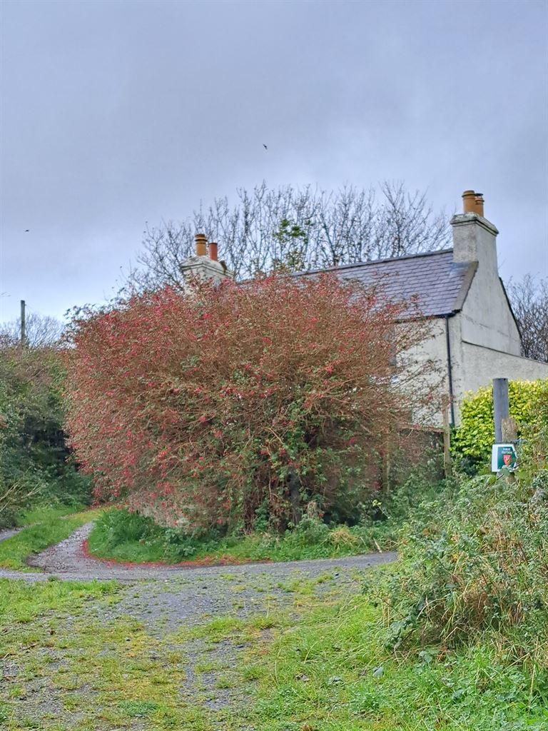 fuchsiahouse