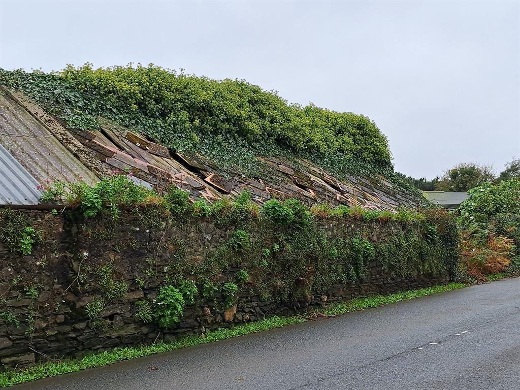 overgrown