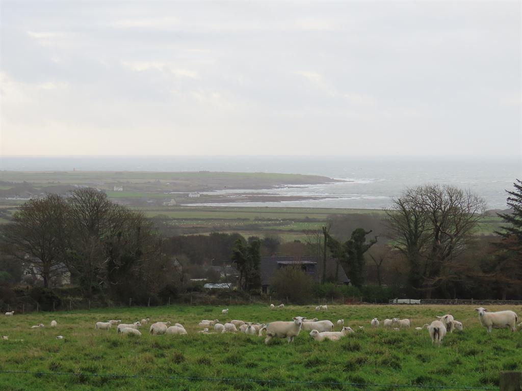 sheep