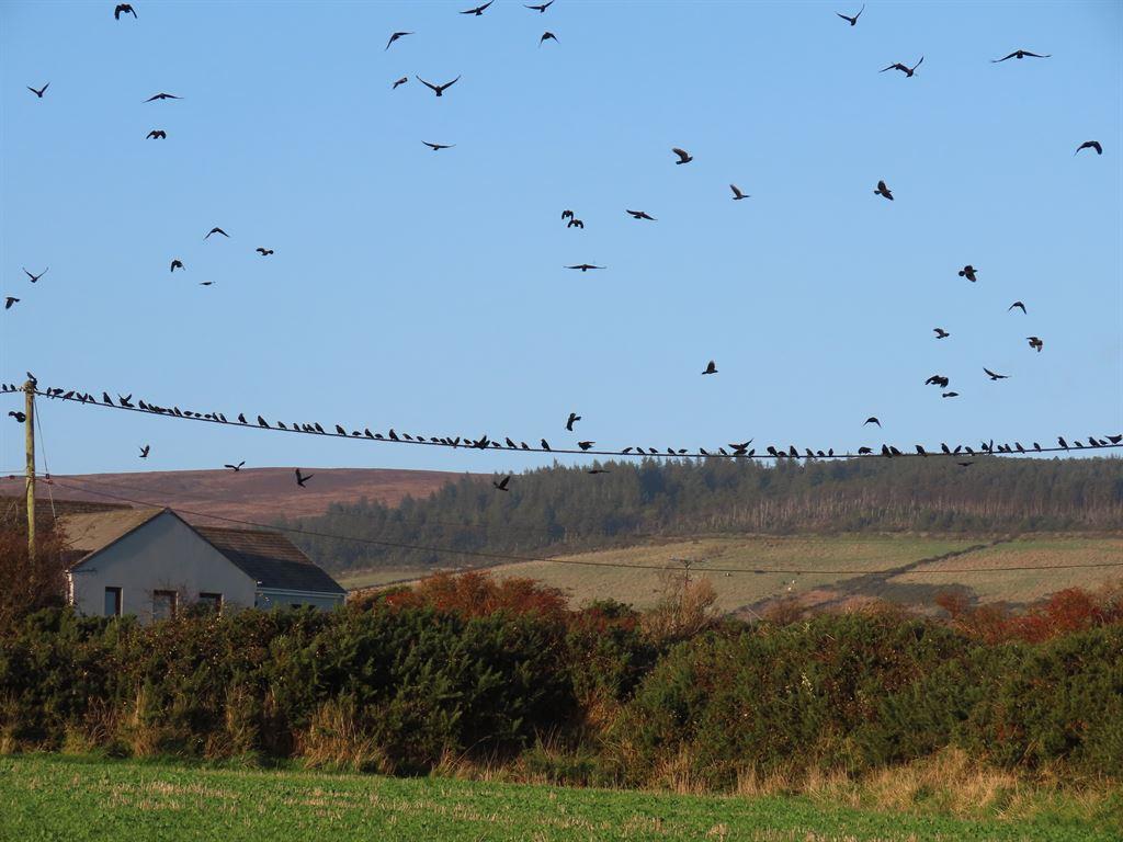 rooks2