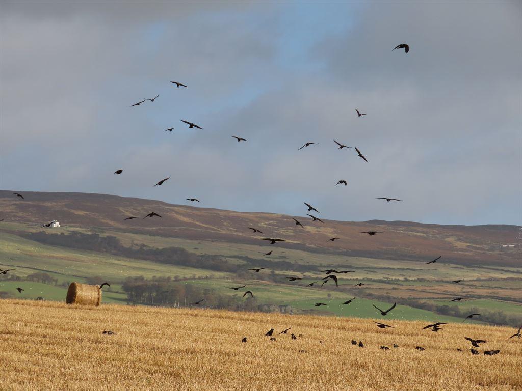 crows