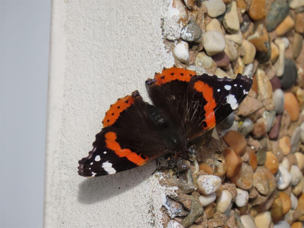 butterfly