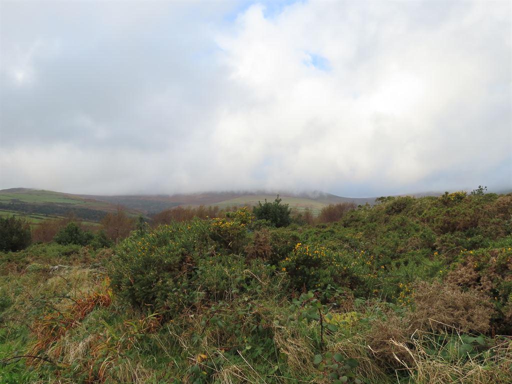 moor