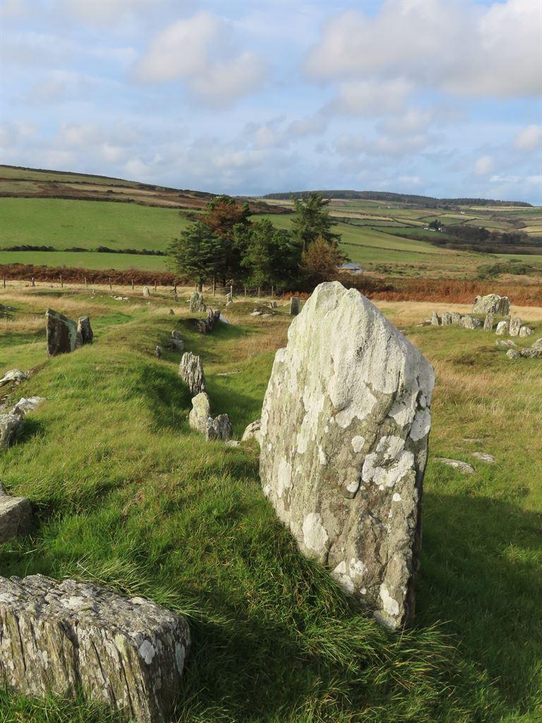 braaid