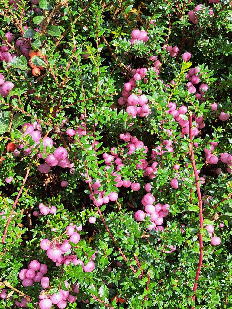 pinkberries