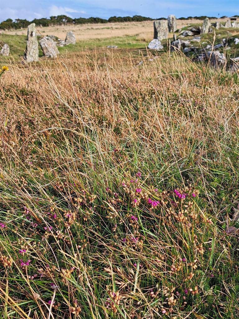 heather&stones