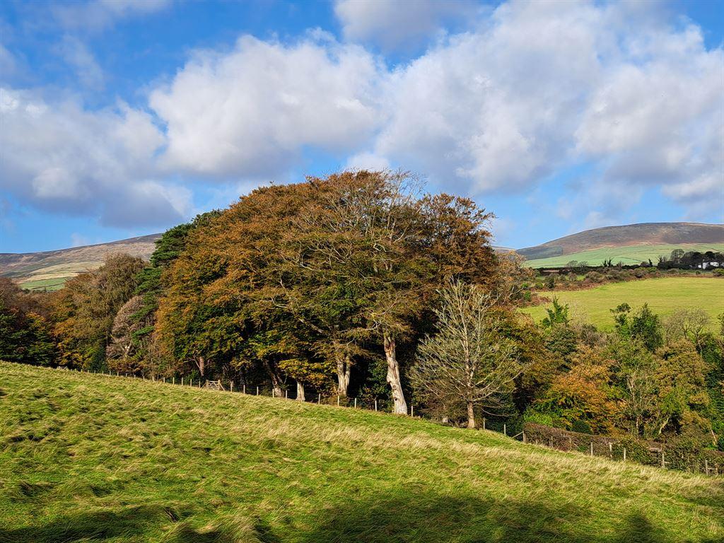 treevalley