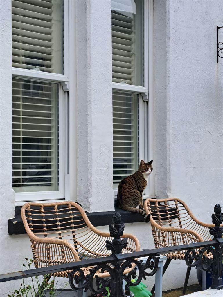 cat