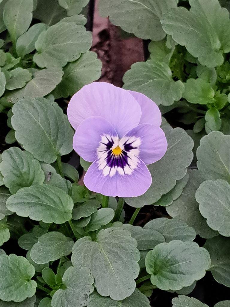pansy