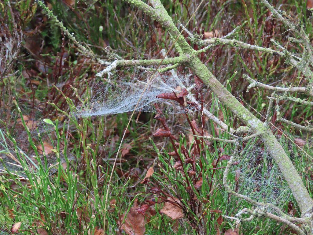 webs1