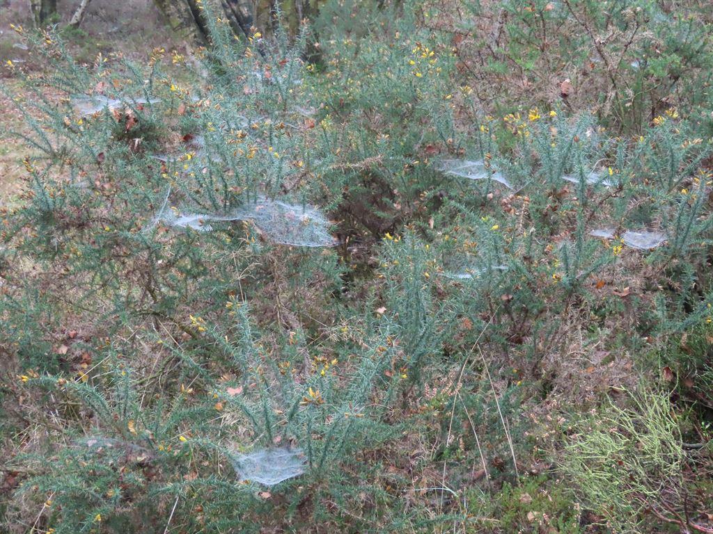 webs2