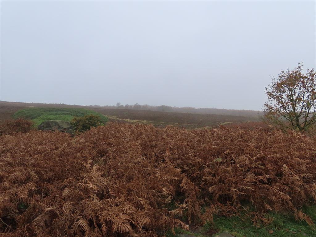 bracken