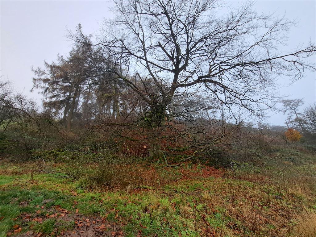 tree1