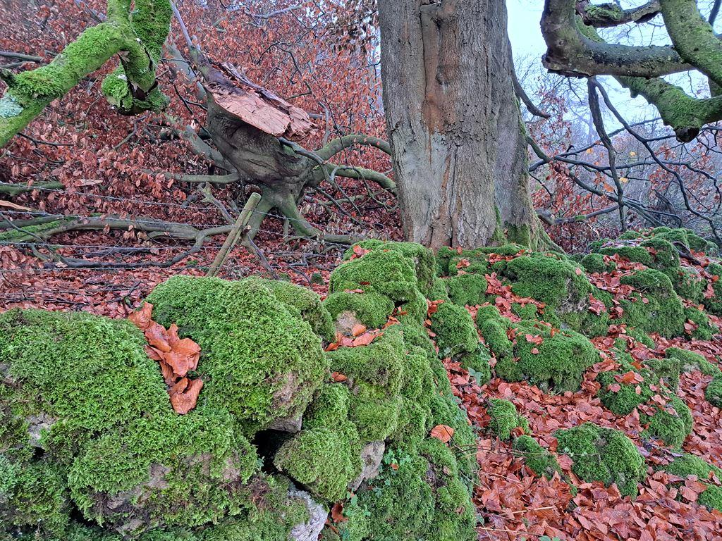 moss