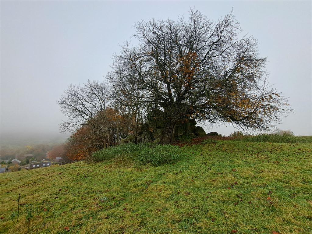 tree2