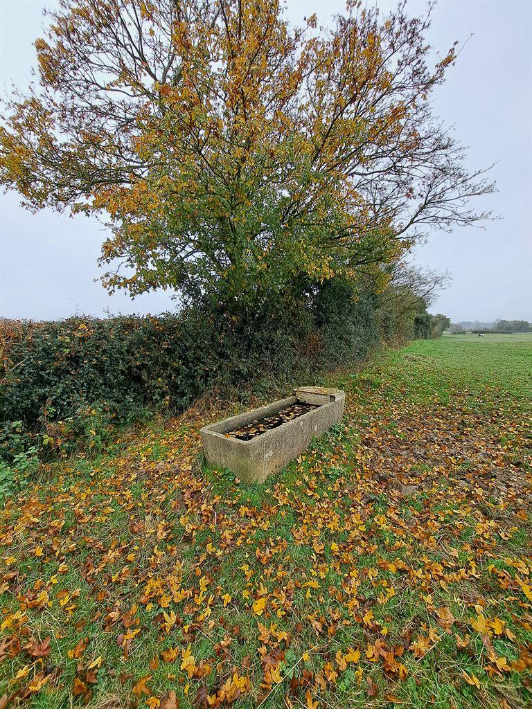 leaves2