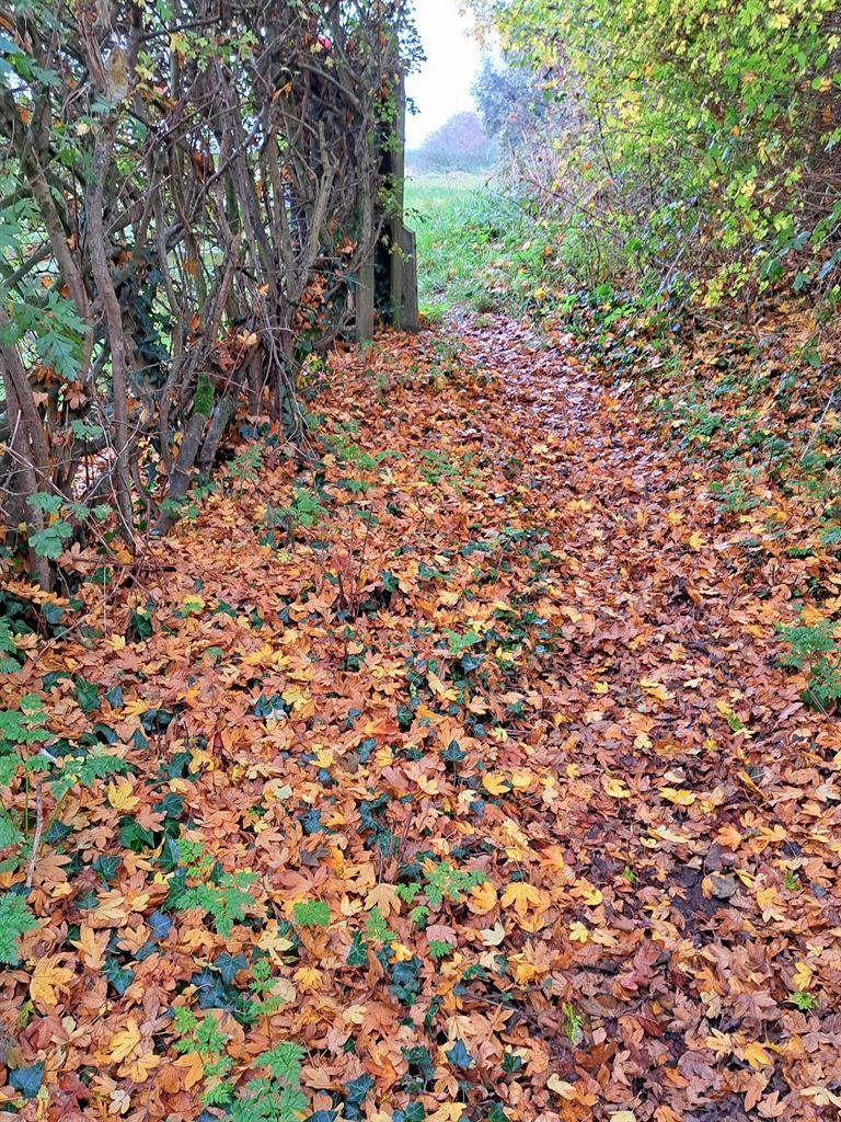 leaves3