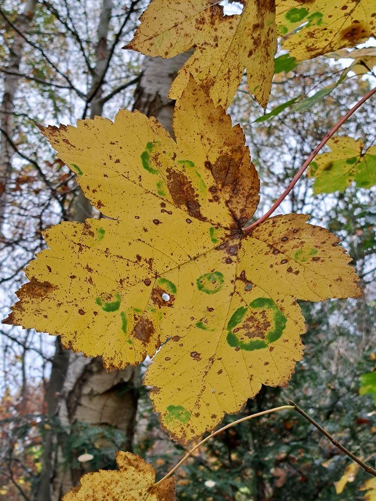leaf