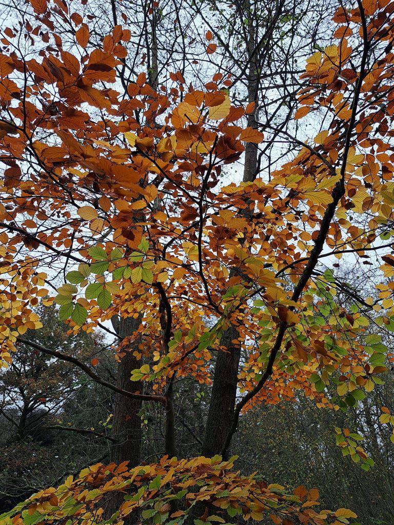 tree