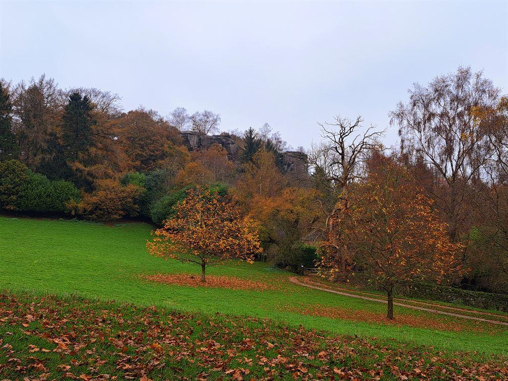 russet