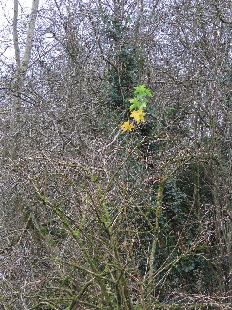 finalleaves