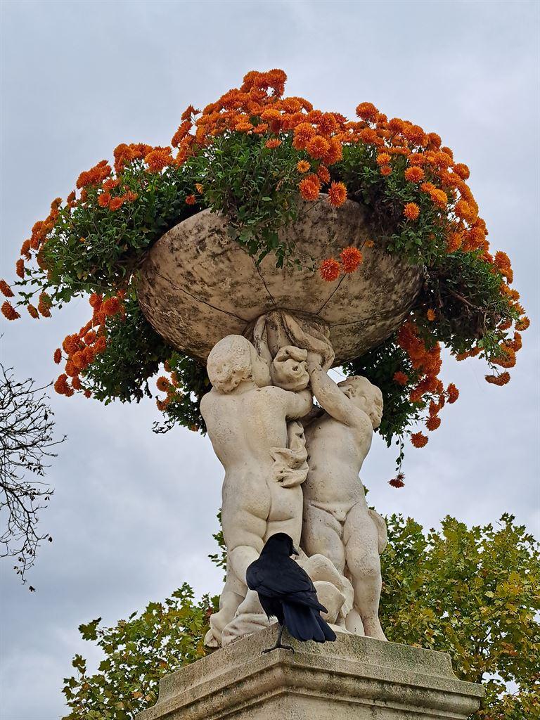 orangeflowers