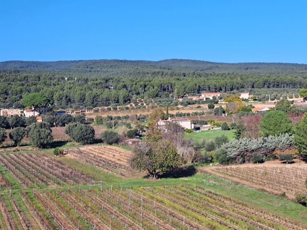 vineyards