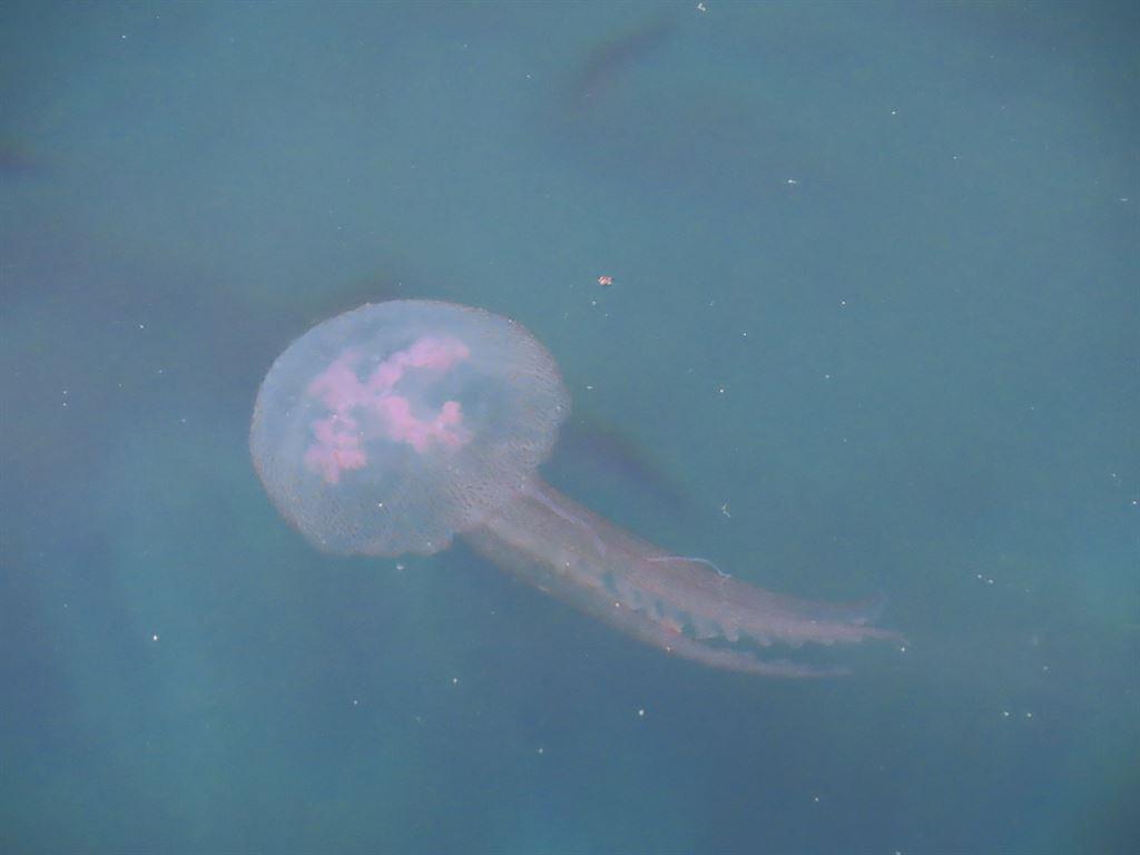 jellyfish