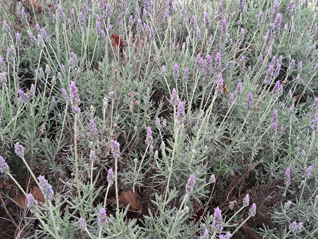 lavender