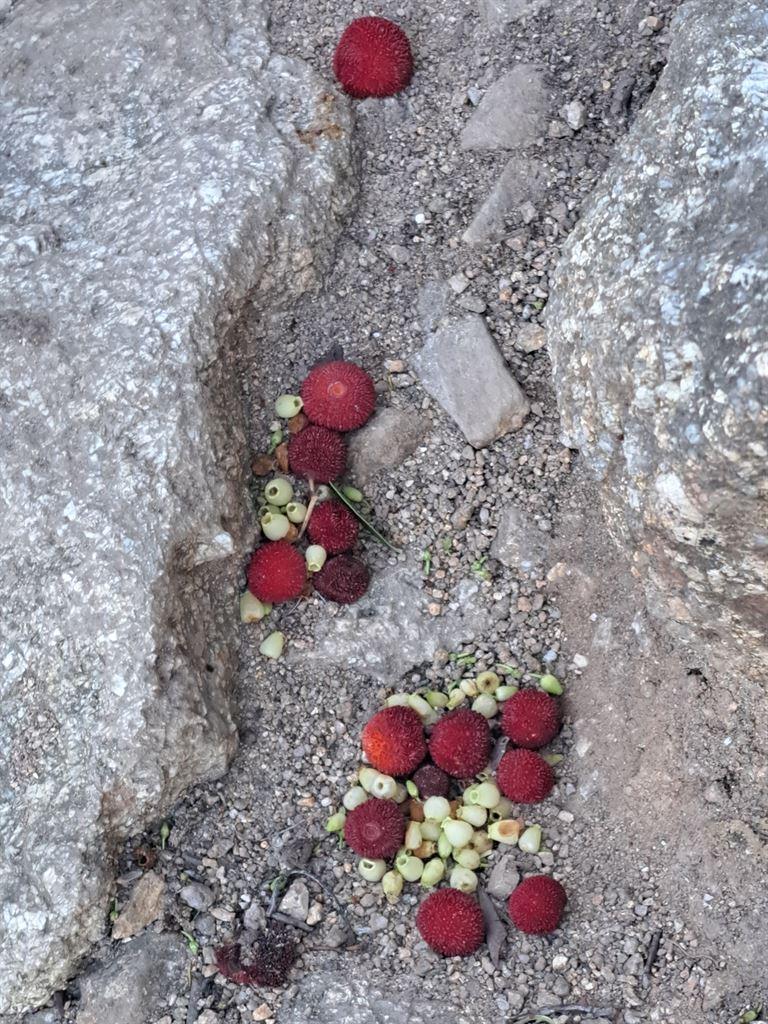 arbutus3