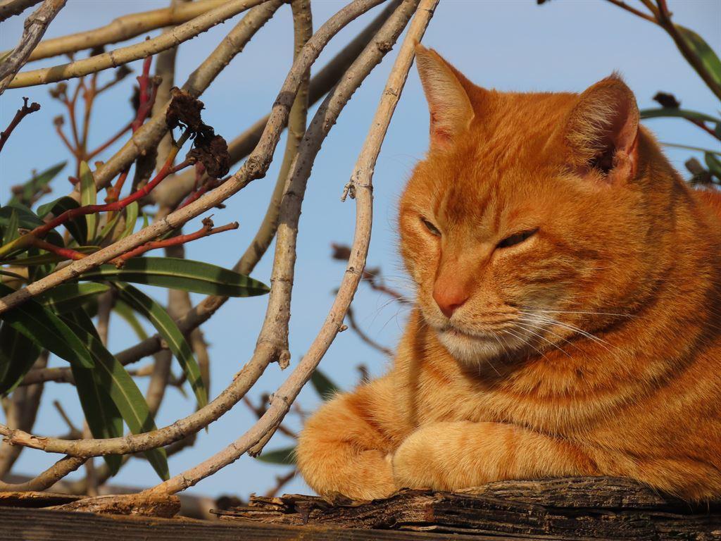 1cat