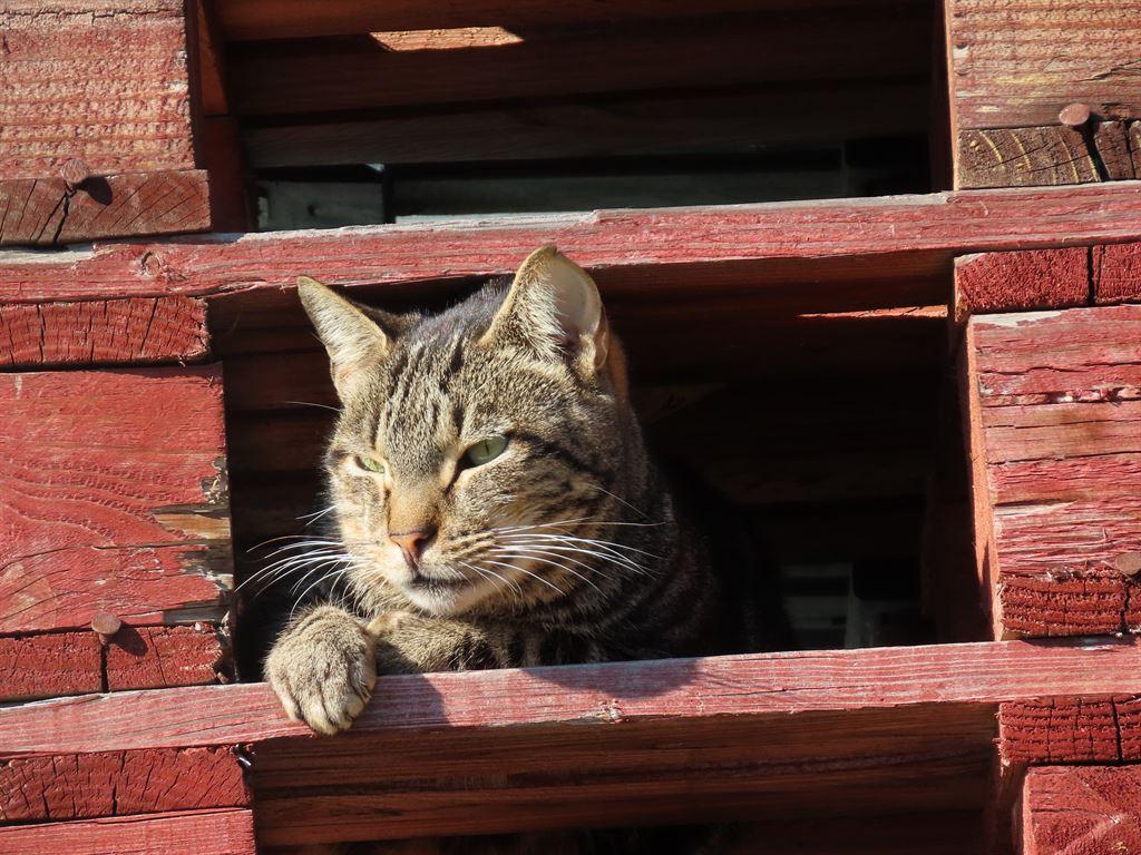 cat