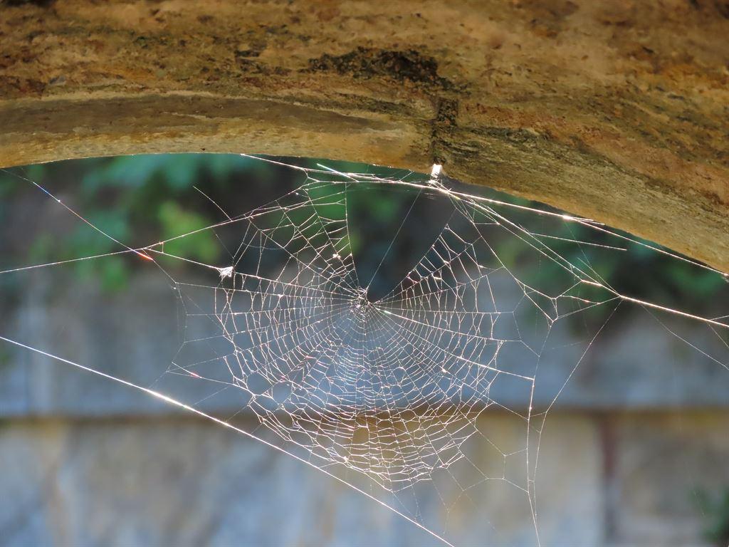 spider