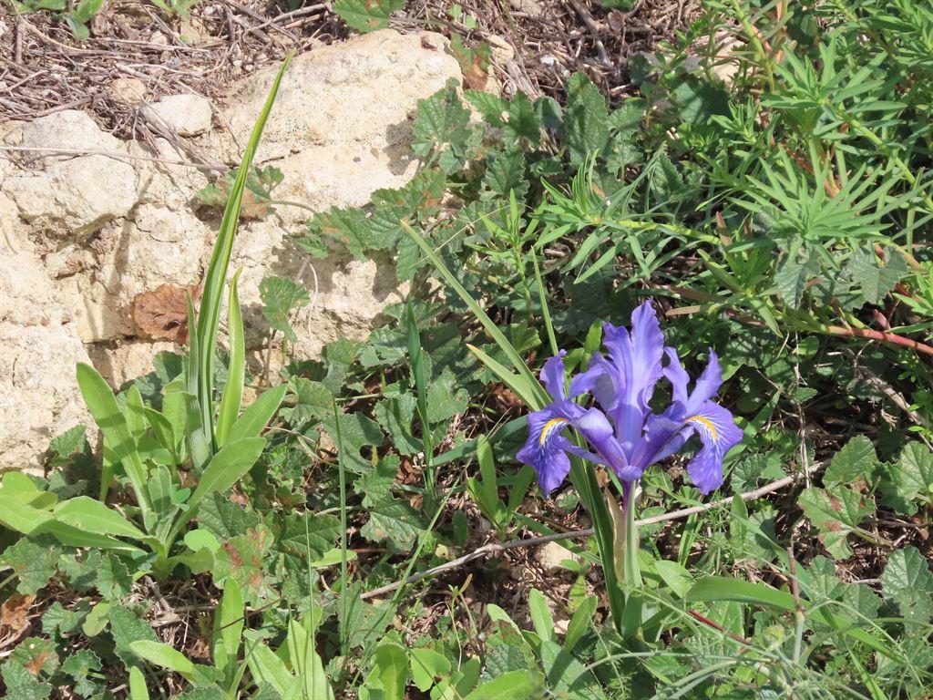 cagliariiris