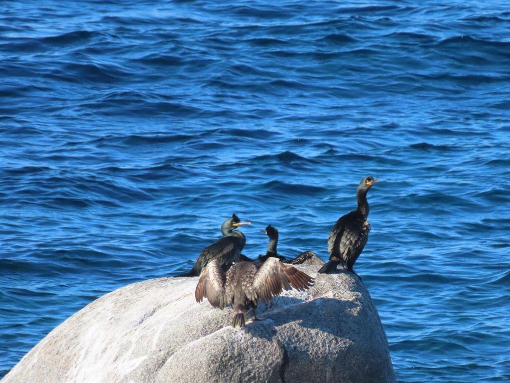 cormorants