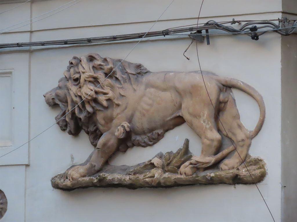 lion