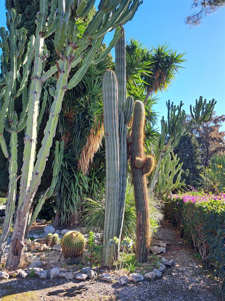 cacti