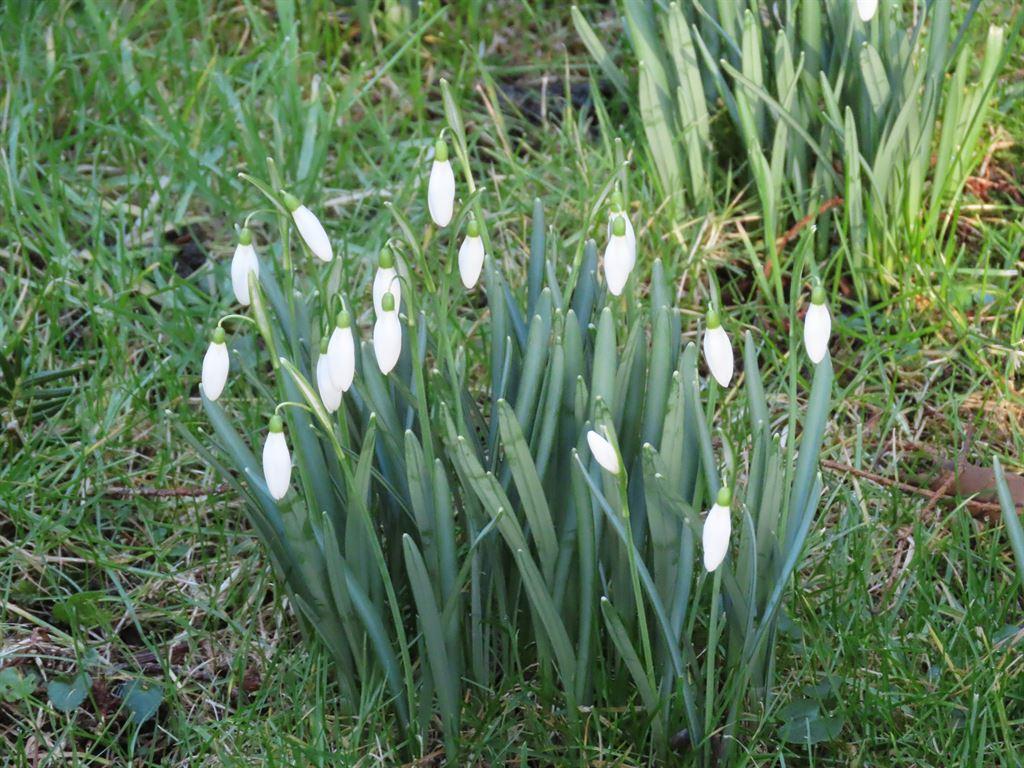 snowdrops