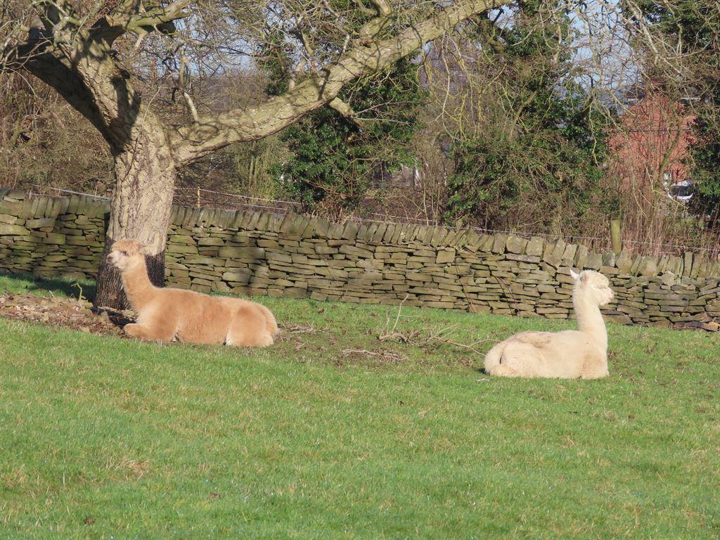 twopacas