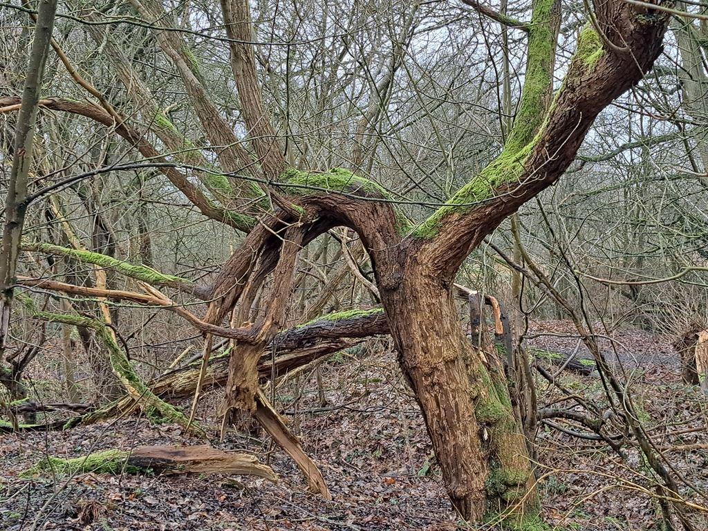 tree