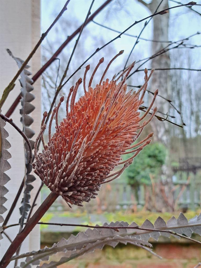 teasel