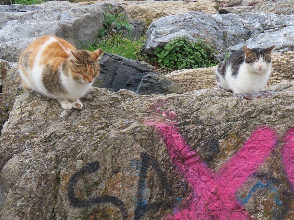 cat&cat