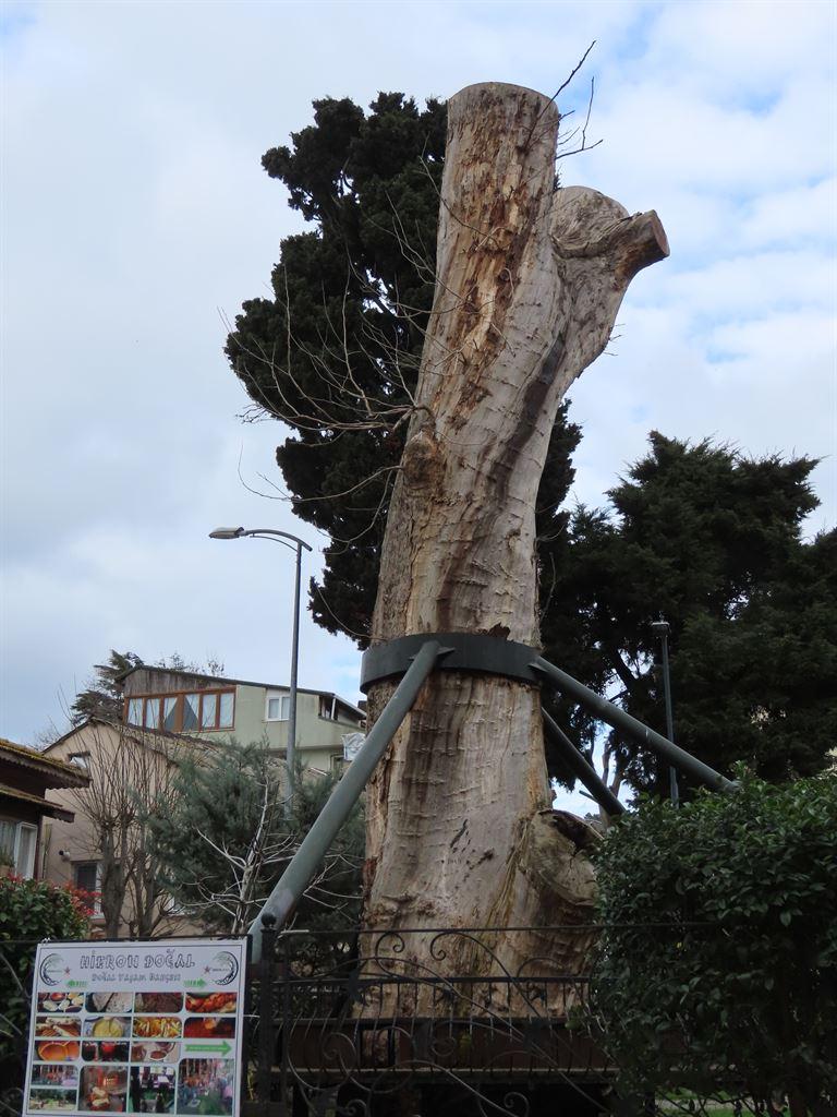 tree