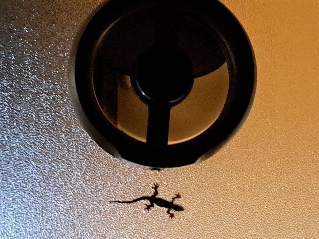 gecko
