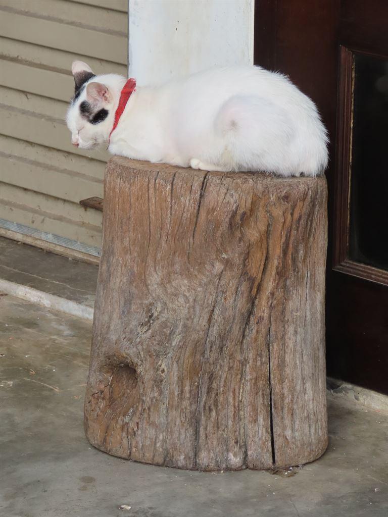 cat