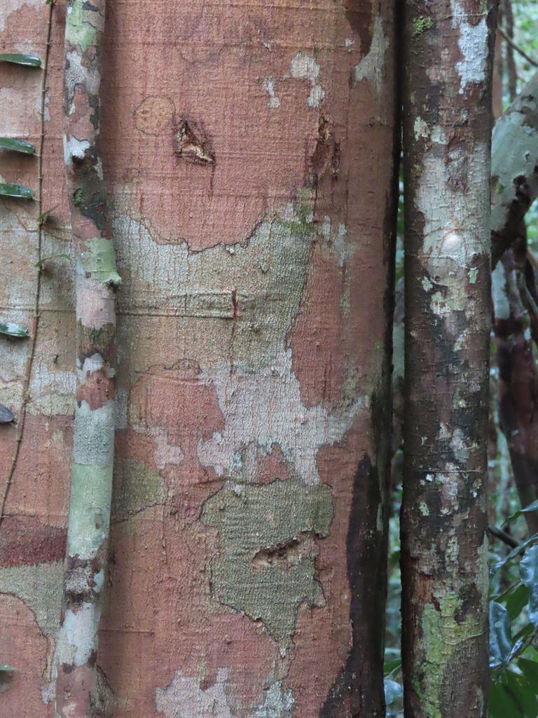 bark